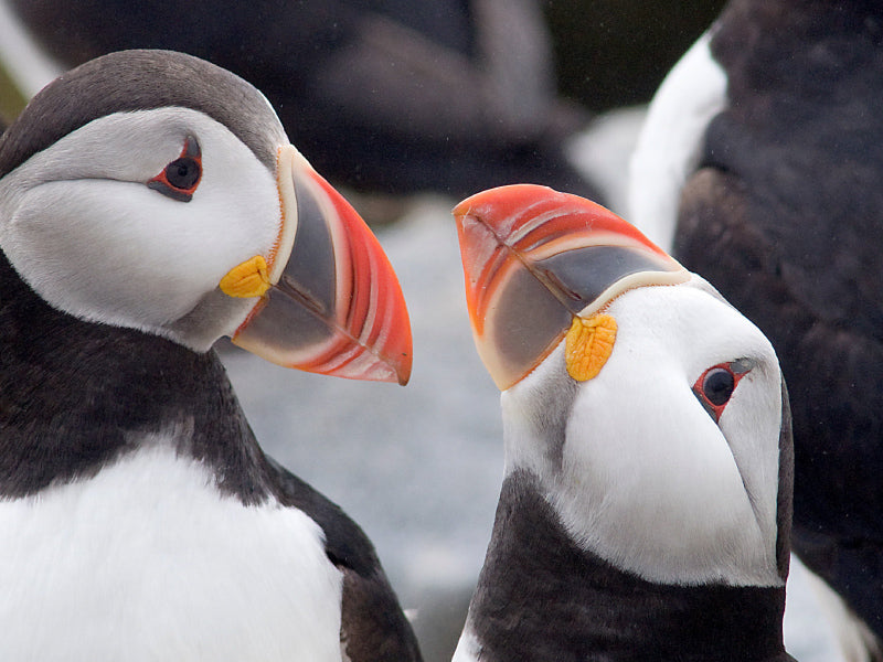 puffins