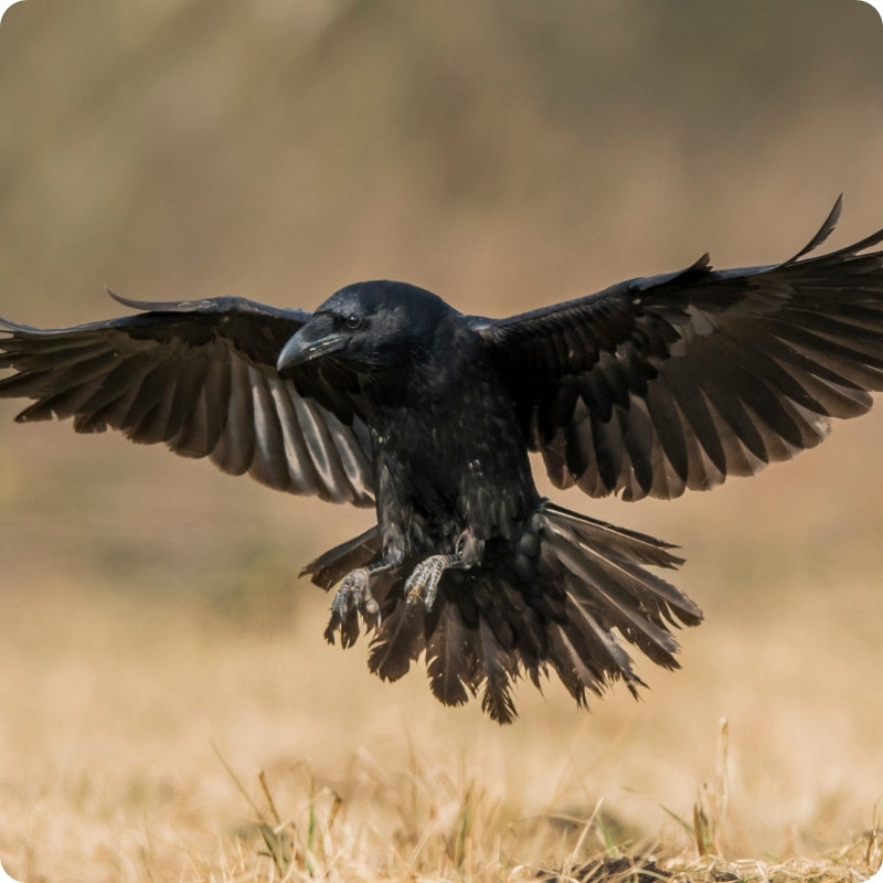 Black raven in flight over a grassy field