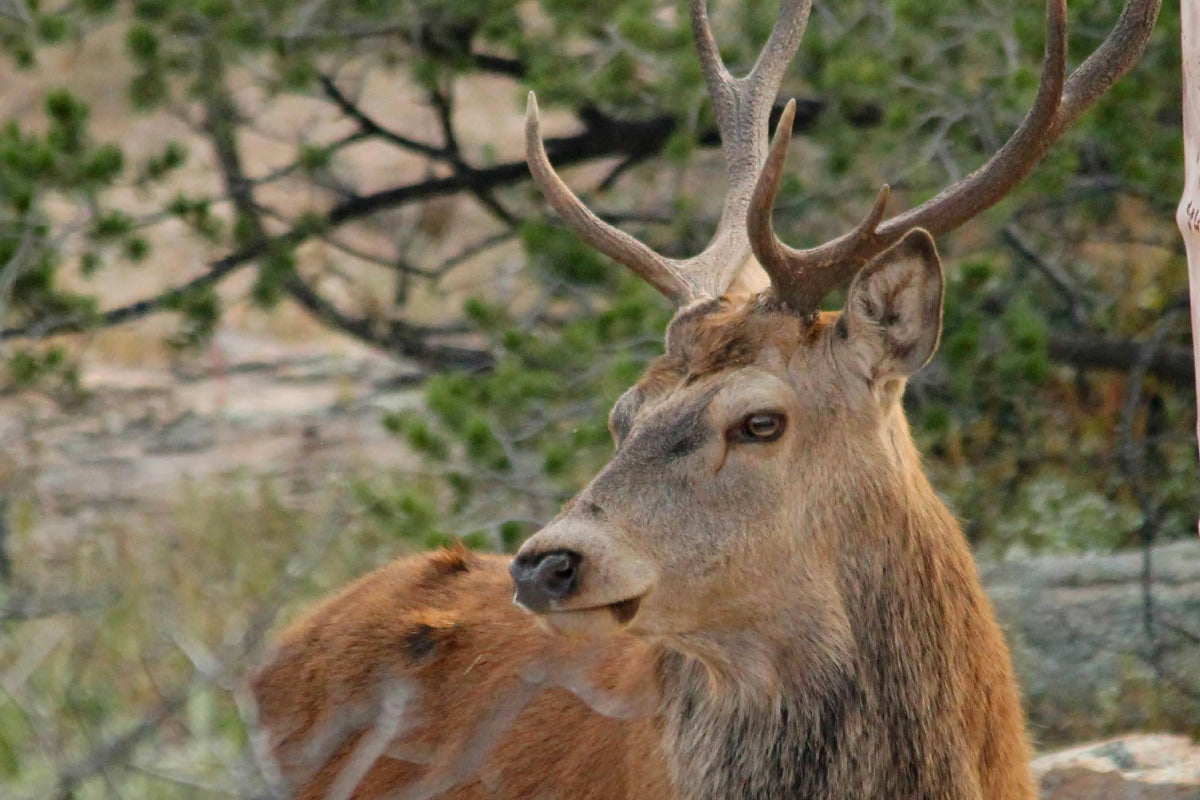 Red Deer