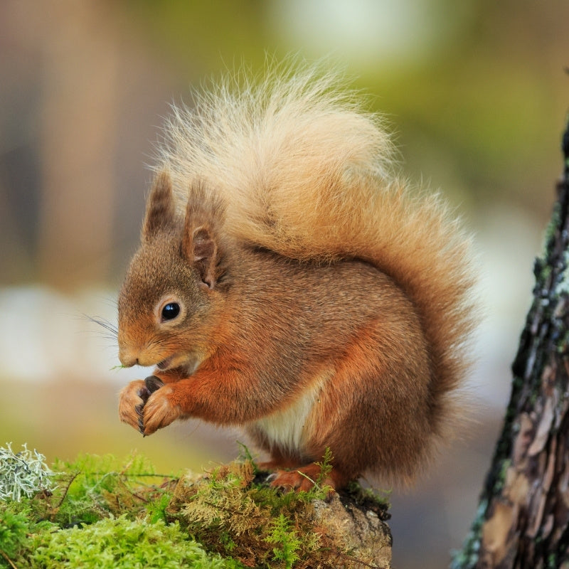 red squirrel