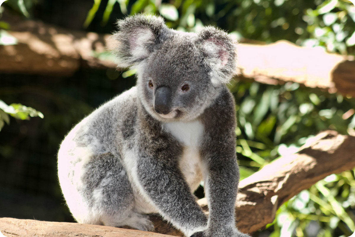 koala on tree