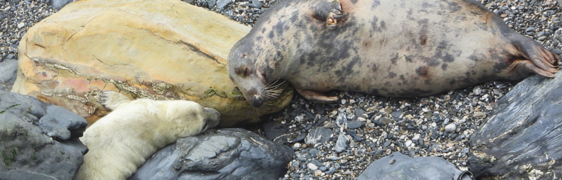 Two seals on a rocky beach