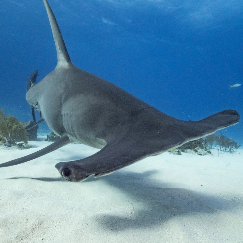 hammer head shark