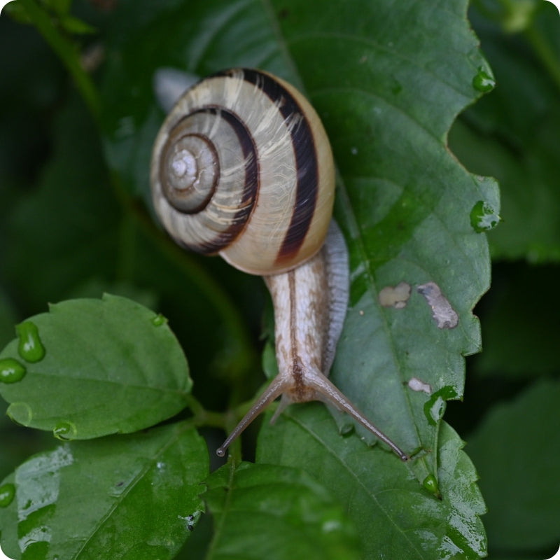 Snail on a green leaf with a blurred background