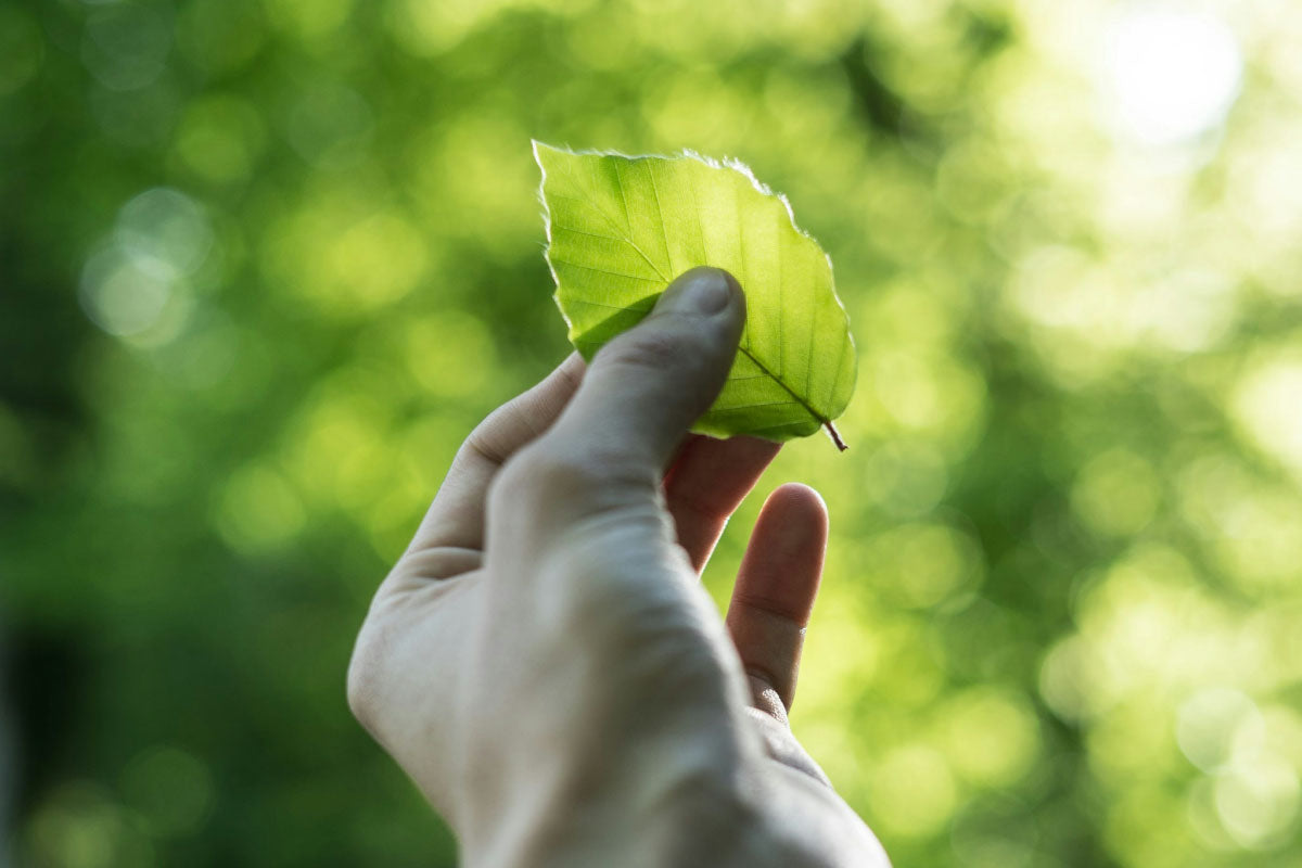 woman holding a leaf in her hand