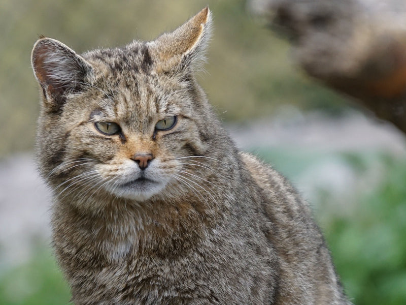 Scottish wildcat