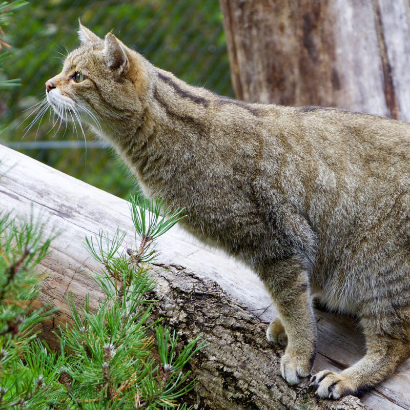 Scottish wildcat on tree